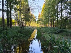 -黄海国家森林公园