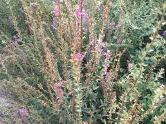 -天津东丽湖风景区