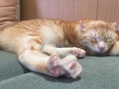 -CAT’S MEWSTAR CAFE·喵星球猫屋(晴湾咖啡店)