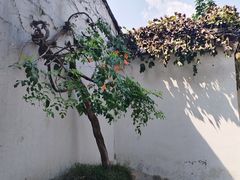 -拙政园