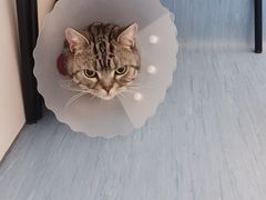 -纳吉亚猫专科动物诊疗中心(蒋宅口分院)