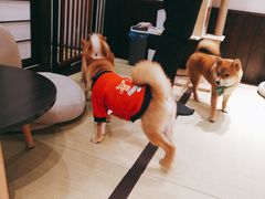-逗柴咖啡屋·狗咖猫咖宠物桌游