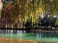 -贡湖湾湿地公园