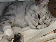-御宝贝·A梦猫科宠物医院(国际猫友好医院)