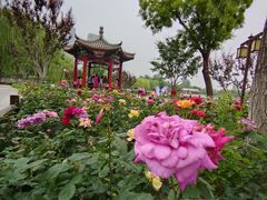 -西海子公园