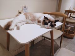 -猫友咖啡店(玉林西路店)