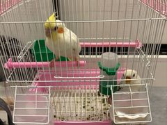 -吉丁鸟咖·异宠·寄养