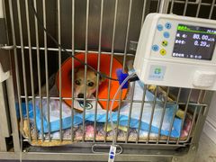 -喜多萌中农锦绣动物医院24H·猫科·牙科MRI·CT