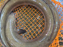 -益利大酒楼(井岸店)