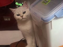 -袖虎·猫馆(体育西路店)