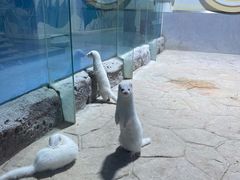 -海合安青岛极地海洋公园