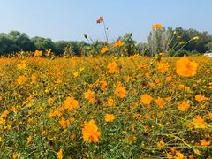 -北京东方普罗旺斯薰衣草庄园