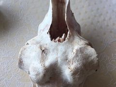 -铁谢李松祖传羊肉汤馆