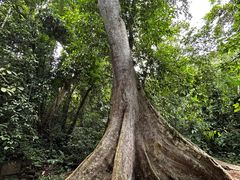 -中国科学院西双版纳热带植物园