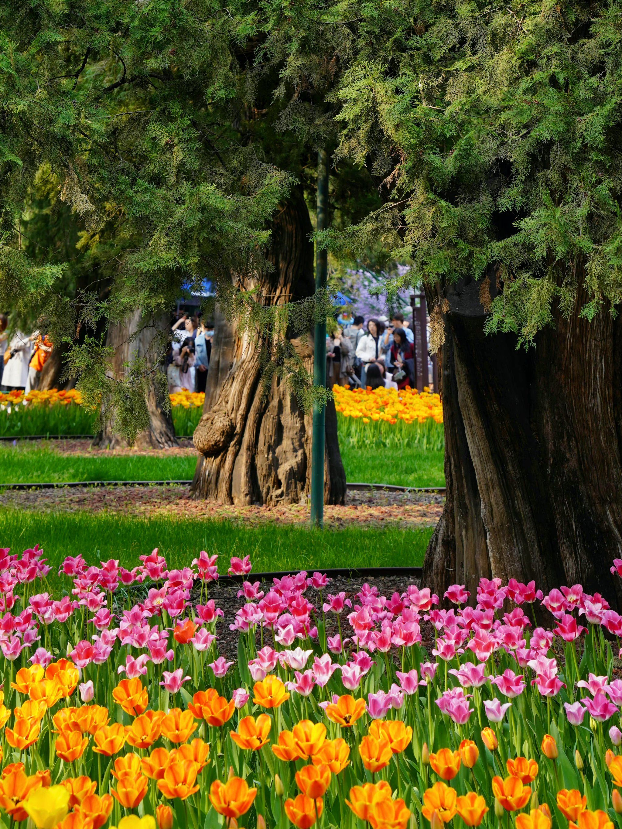 不花钱赏上海花展🌷免费公园郁金香花开