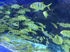 -芜湖新华联大白鲸海洋公园