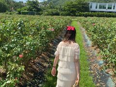 -亚龙湾国际玫瑰谷
