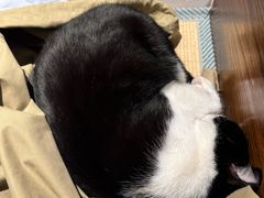 -原田新料理(1912店)