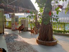 -柴犬高等学院·狗咖·柴犬售卖·宠物训练