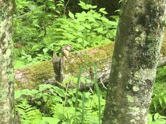 -五营红松林海景区