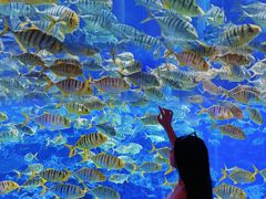 -海合安成都极地海洋公园