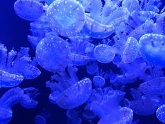 -成都浩海立方海洋公园