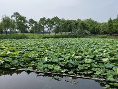 -塘栖枇杷特色园区