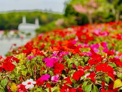 -深圳国际园林花卉博览园