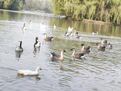 -西安浐灞国家湿地公园
