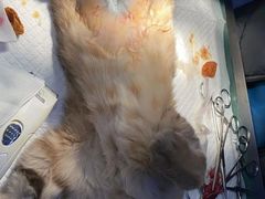 -美联众合宠物医院·爱萌分院·内外科·猫科中心