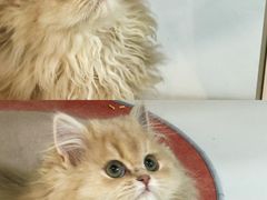 -青奢宠物·青奢猫舍