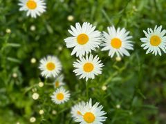 -昆山城市生态森林公园