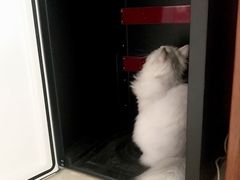 -猫大福·Fortune Cat猫舍(百子湾店)