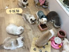 -Bastet sally猫舍购宠(静安店)