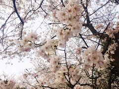 -武汉大学-樱园