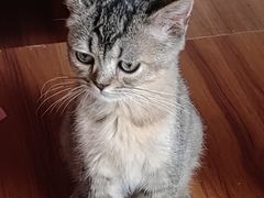 -楼上猫咖(罗湖店)
