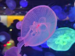 -合肥海洋世界