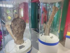 -上海昆虫博物馆