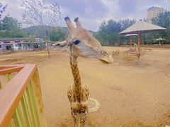 -大连森林动物园