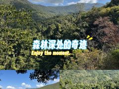 -霸王岭国家森林公园