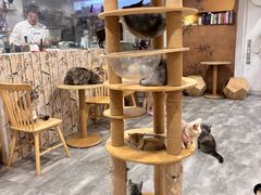 -楼上猫咖(罗湖店)