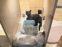 -屋虎猫馆(宝安大仟里店)