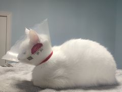 -宠爱国际动物医院·消化内科·心肾内科·ISFM猫友好(望京店)