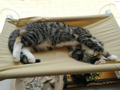 -平行世界·猫咖(首经贸店)