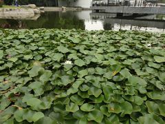 -石家庄市植物园
