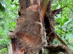 -南宁良凤江国家森林公园