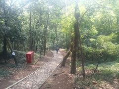 -上海佘山国家森林公园天马山园