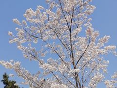 -苏州公园(双塔街道)