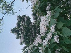 -咸阳湖景区