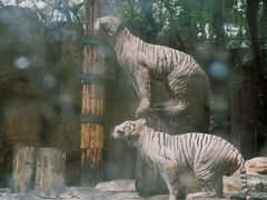 -广州长隆野生动物世界